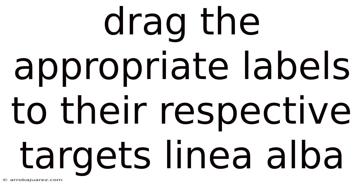 Drag The Appropriate Labels To Their Respective Targets Linea Alba