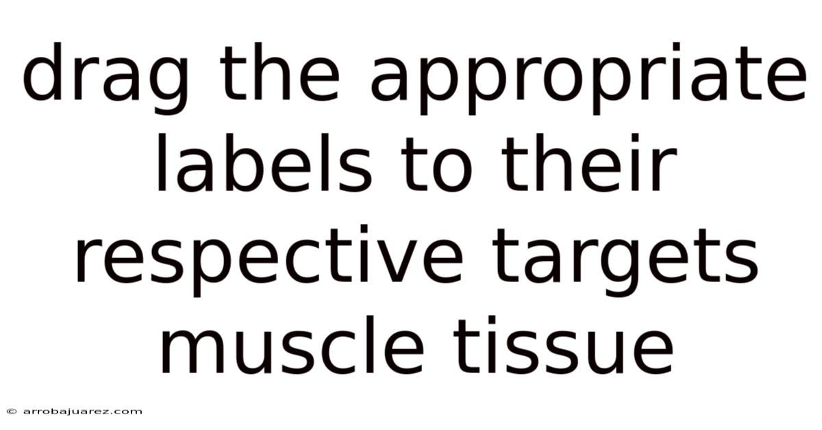 Drag The Appropriate Labels To Their Respective Targets Muscle Tissue