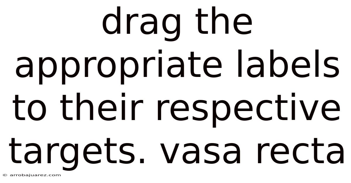 Drag The Appropriate Labels To Their Respective Targets. Vasa Recta