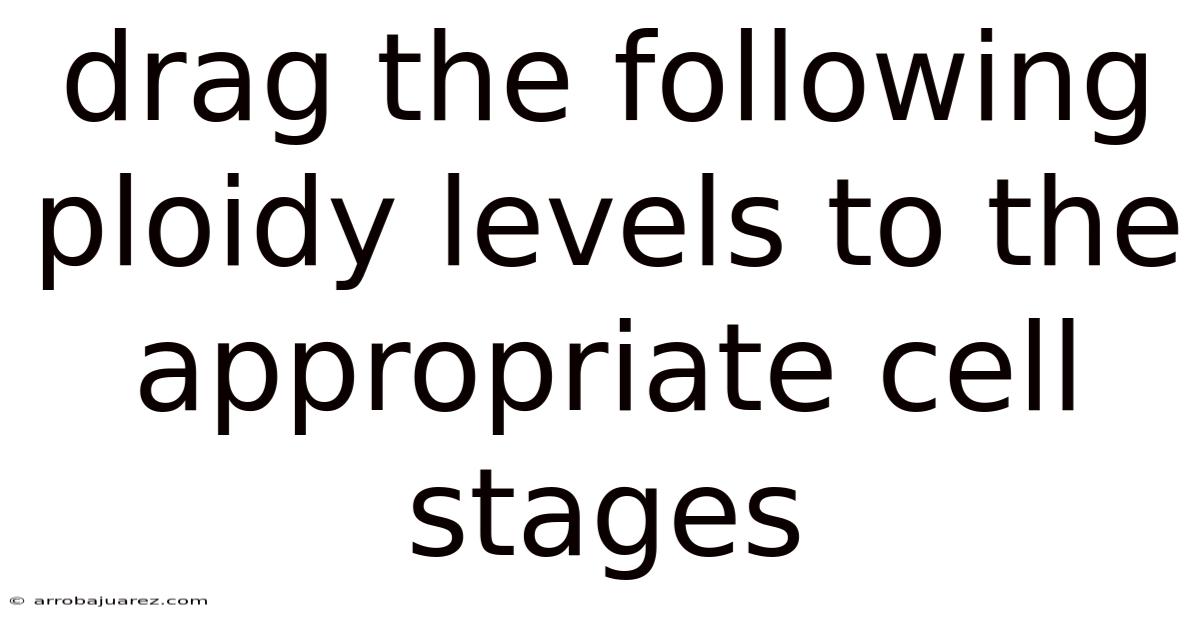 Drag The Following Ploidy Levels To The Appropriate Cell Stages