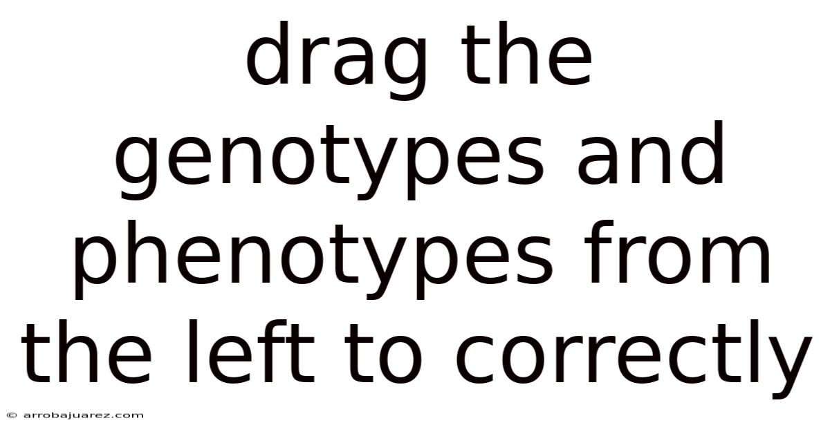 Drag The Genotypes And Phenotypes From The Left To Correctly