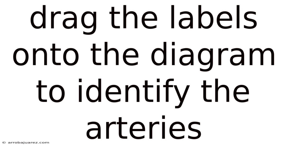 Drag The Labels Onto The Diagram To Identify The Arteries