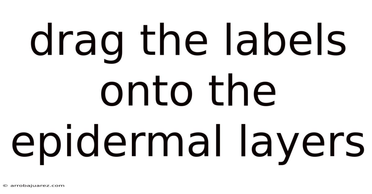 Drag The Labels Onto The Epidermal Layers