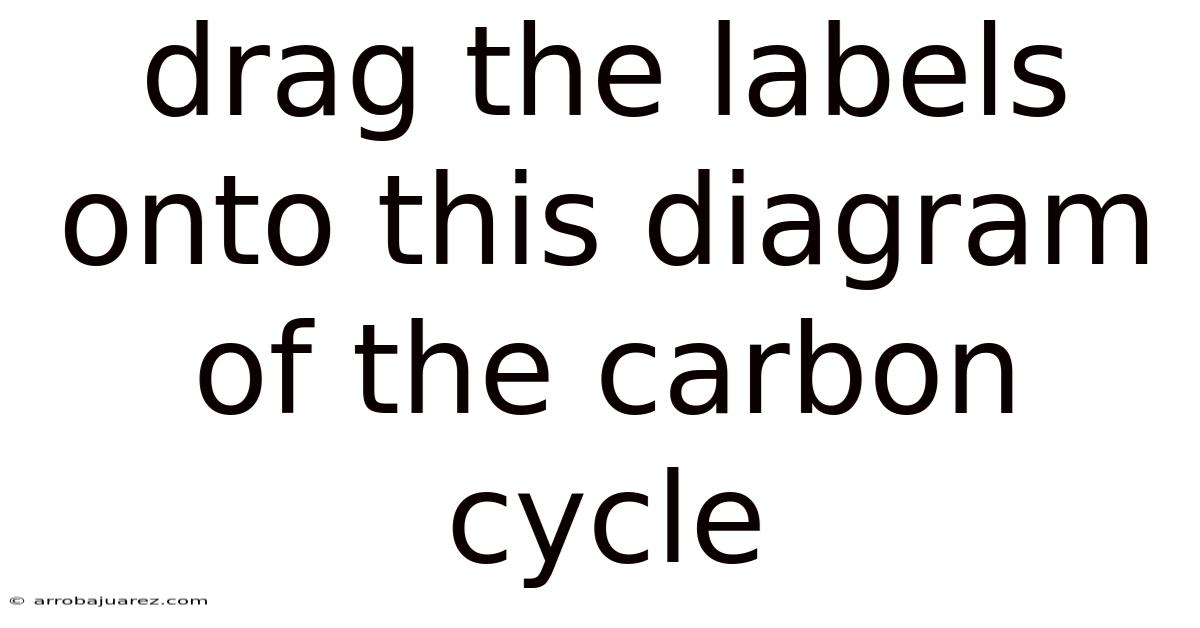 Drag The Labels Onto This Diagram Of The Carbon Cycle