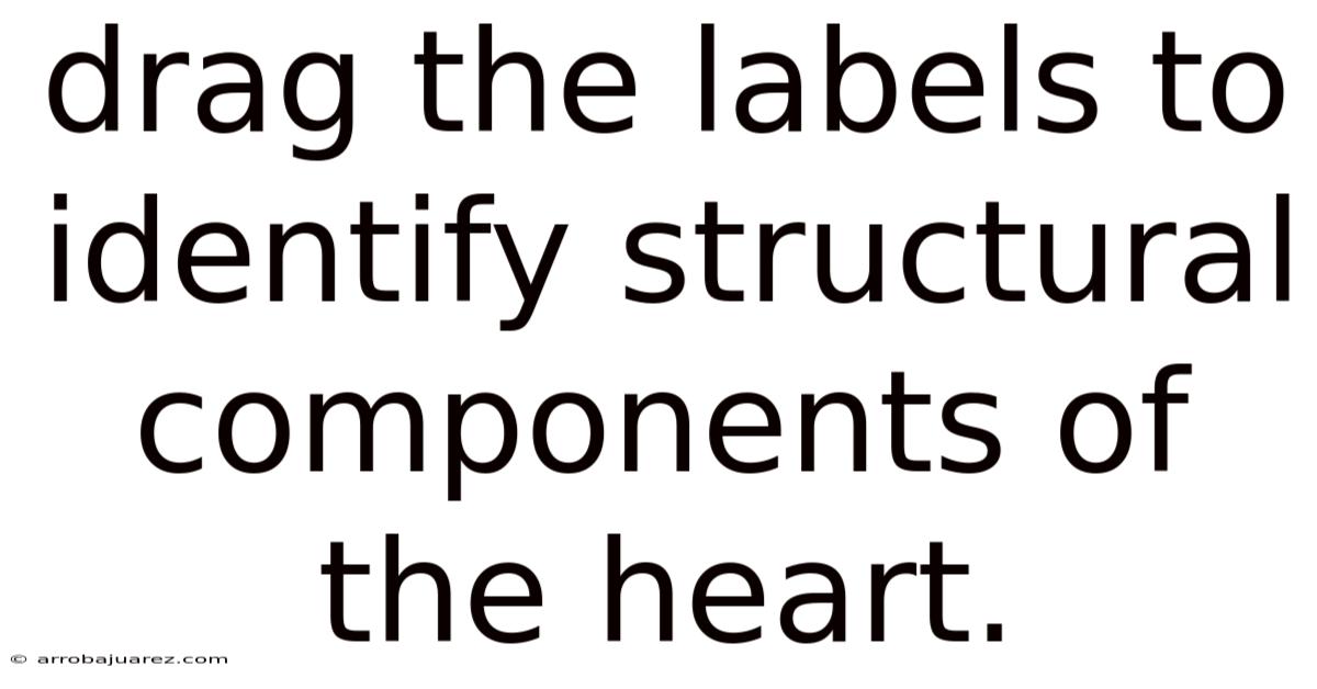 Drag The Labels To Identify Structural Components Of The Heart.