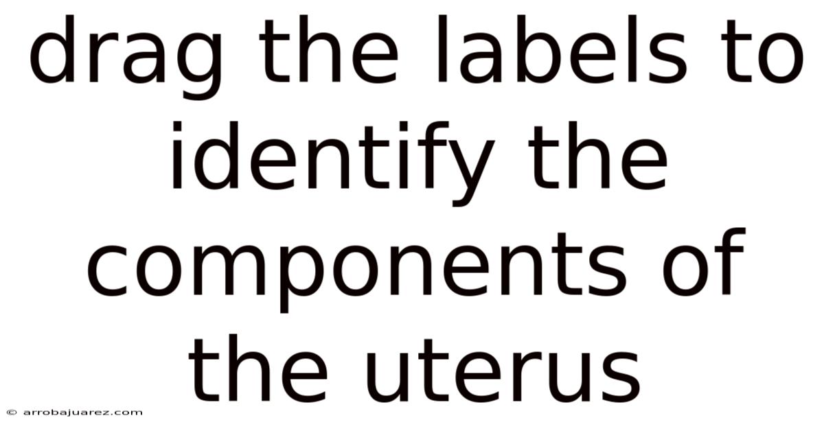 Drag The Labels To Identify The Components Of The Uterus