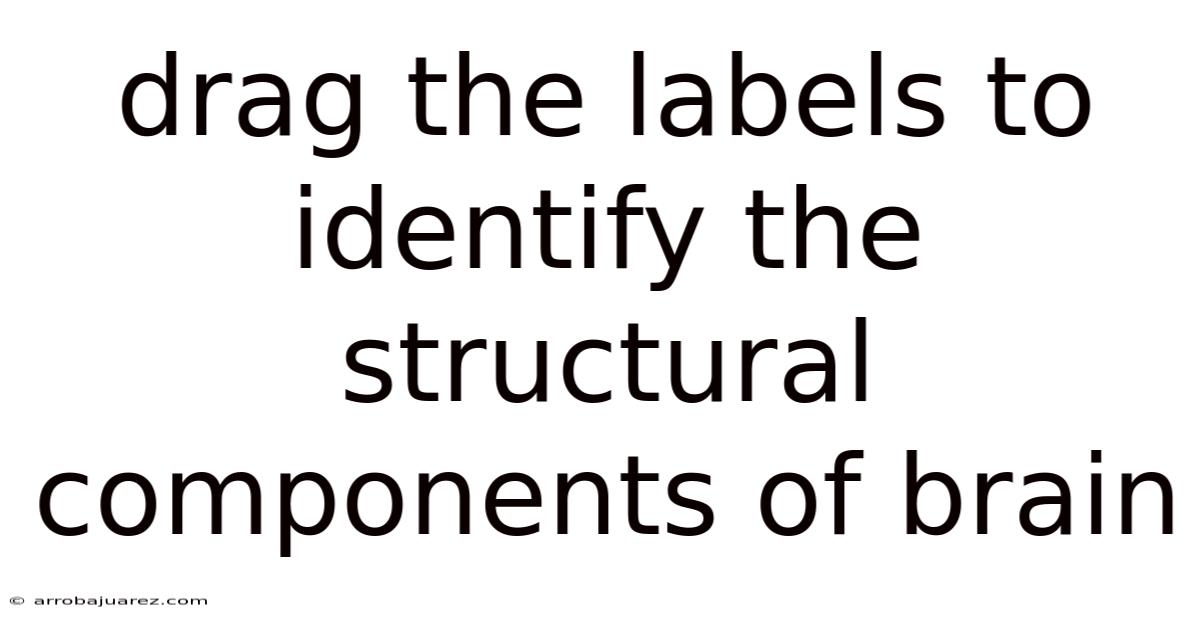 Drag The Labels To Identify The Structural Components Of Brain