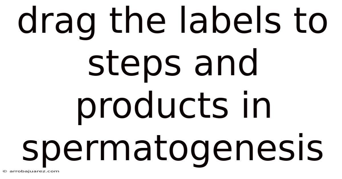 Drag The Labels To Steps And Products In Spermatogenesis