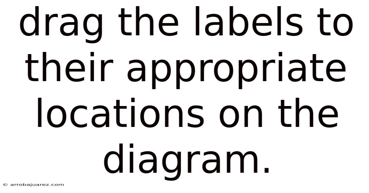 Drag The Labels To Their Appropriate Locations On The Diagram.