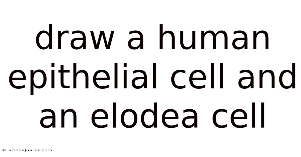 Draw A Human Epithelial Cell And An Elodea Cell