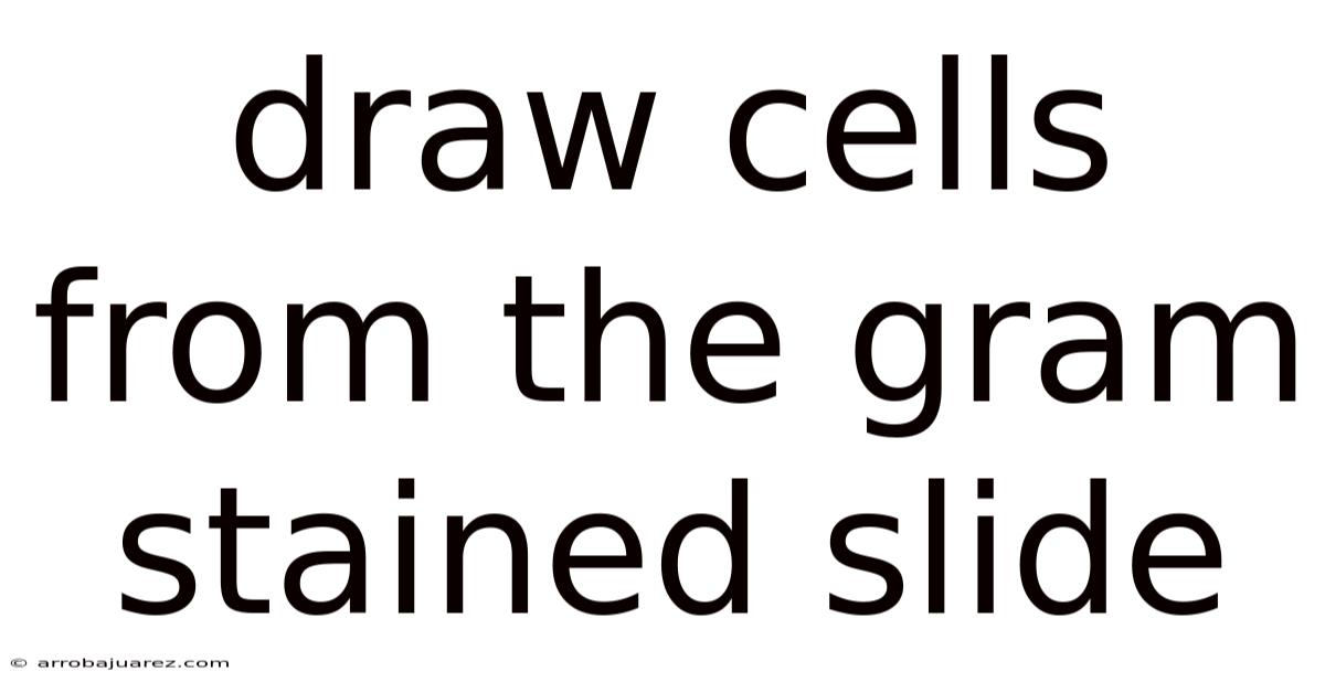Draw Cells From The Gram Stained Slide