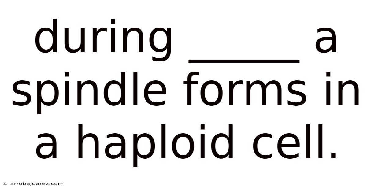 During _____ A Spindle Forms In A Haploid Cell.