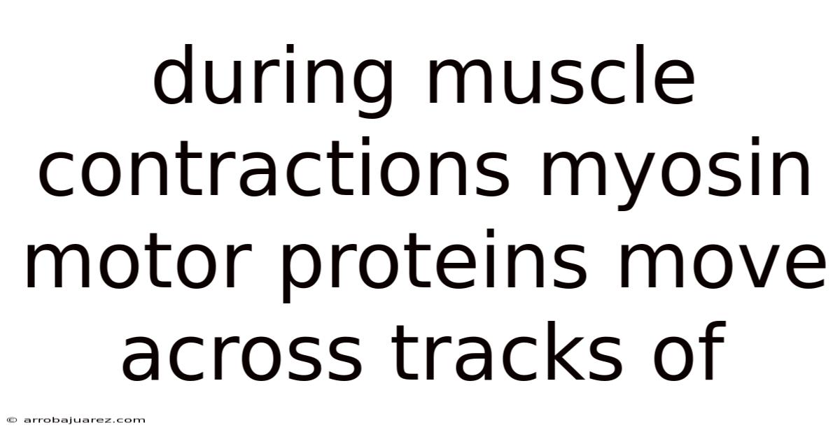 During Muscle Contractions Myosin Motor Proteins Move Across Tracks Of