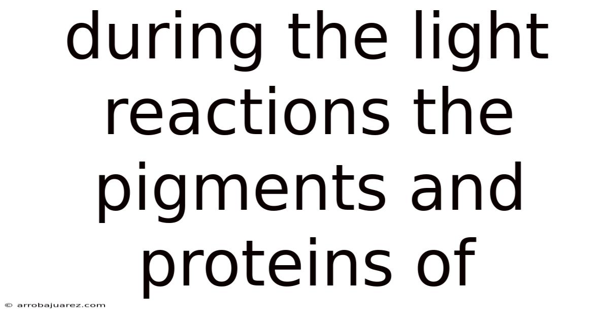 During The Light Reactions The Pigments And Proteins Of