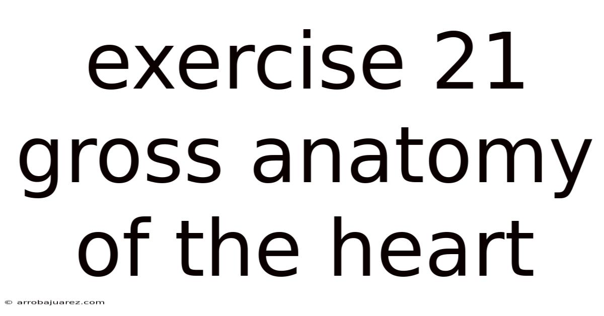 Exercise 21 Gross Anatomy Of The Heart