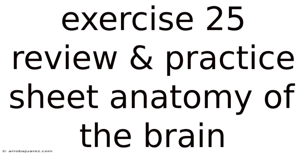 Exercise 25 Review & Practice Sheet Anatomy Of The Brain