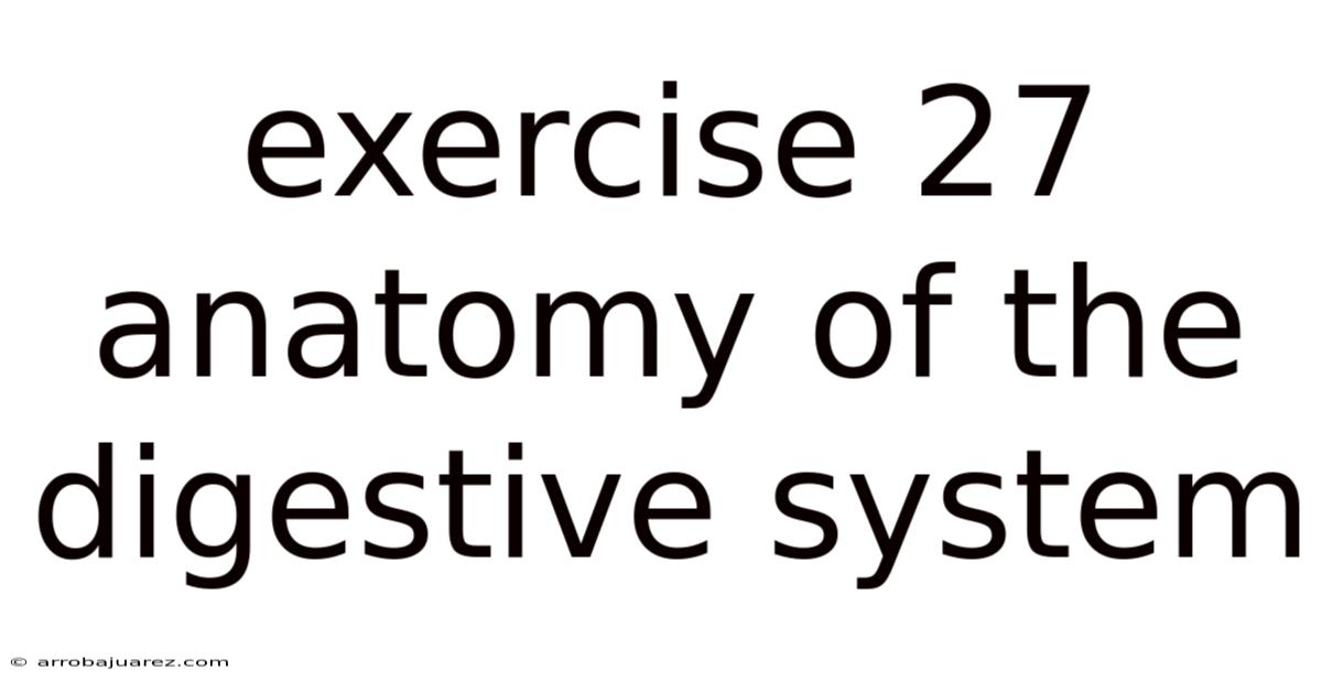 Exercise 27 Anatomy Of The Digestive System