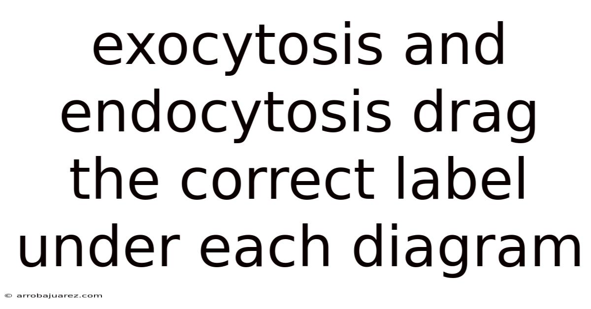 Exocytosis And Endocytosis Drag The Correct Label Under Each Diagram