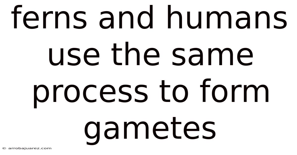 Ferns And Humans Use The Same Process To Form Gametes