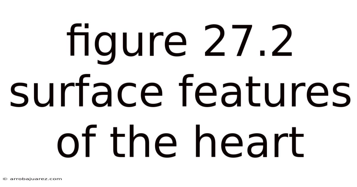 Figure 27.2 Surface Features Of The Heart