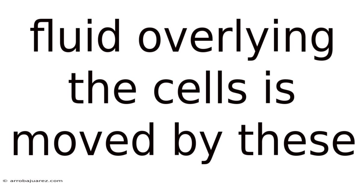 Fluid Overlying The Cells Is Moved By These