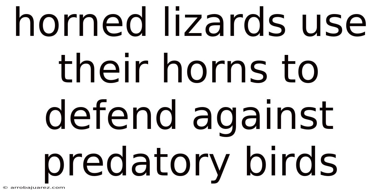 Horned Lizards Use Their Horns To Defend Against Predatory Birds