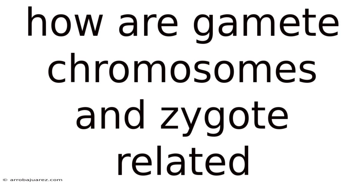 How Are Gamete Chromosomes And Zygote Related