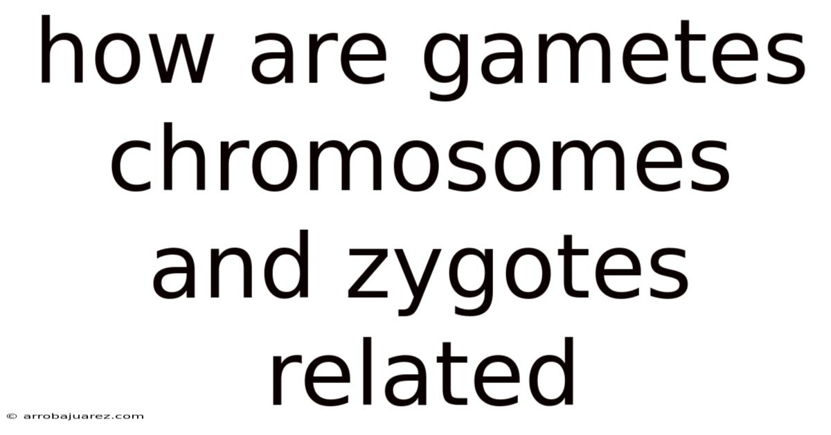 How Are Gametes Chromosomes And Zygotes Related