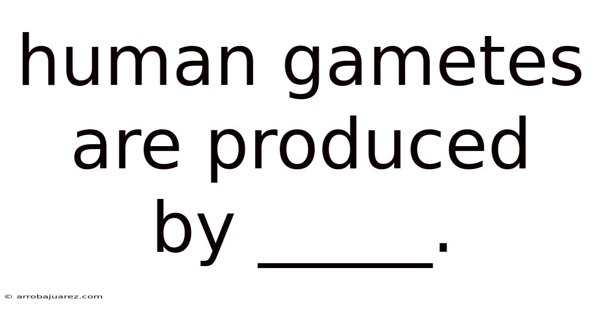 Human Gametes Are Produced By _____.
