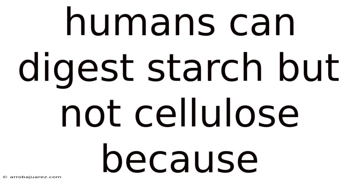 Humans Can Digest Starch But Not Cellulose Because