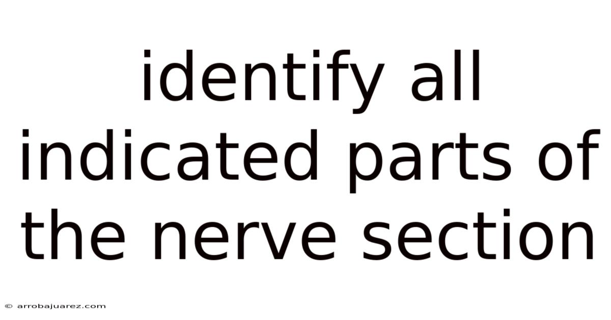 Identify All Indicated Parts Of The Nerve Section