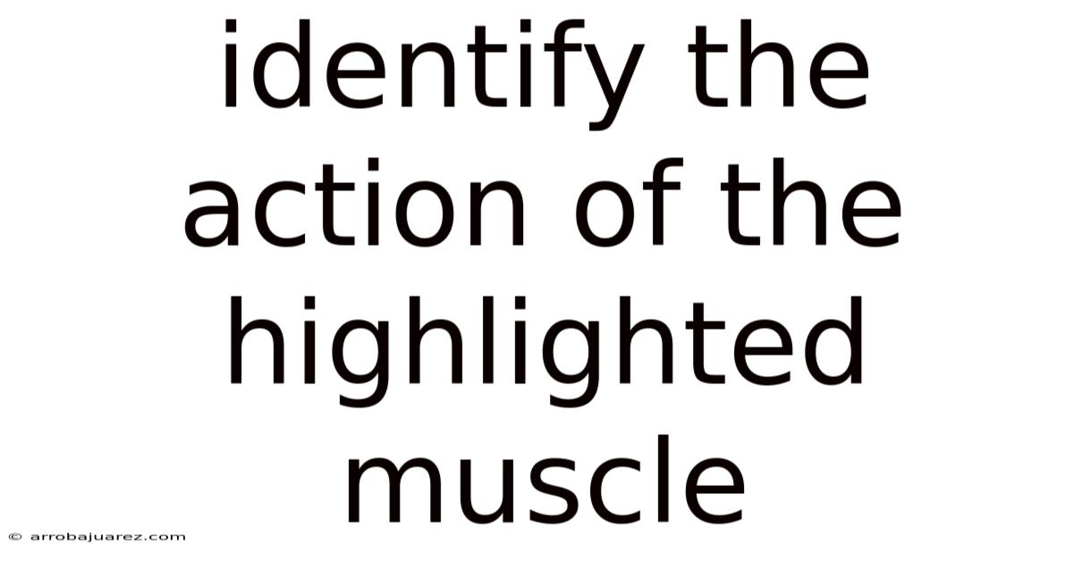 Identify The Action Of The Highlighted Muscle