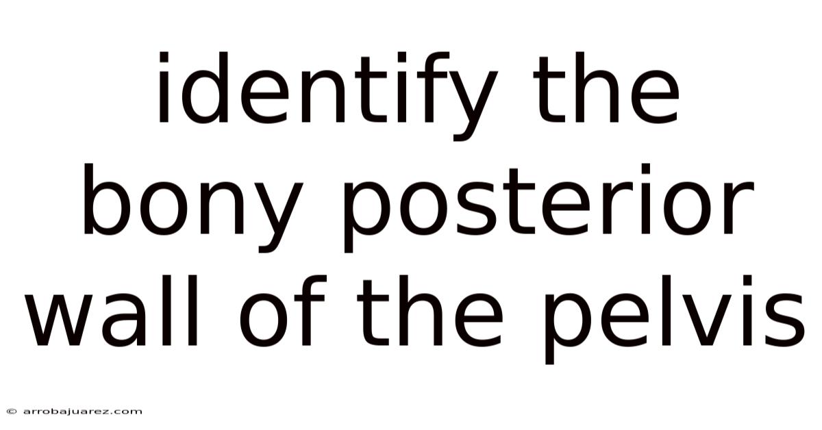 Identify The Bony Posterior Wall Of The Pelvis