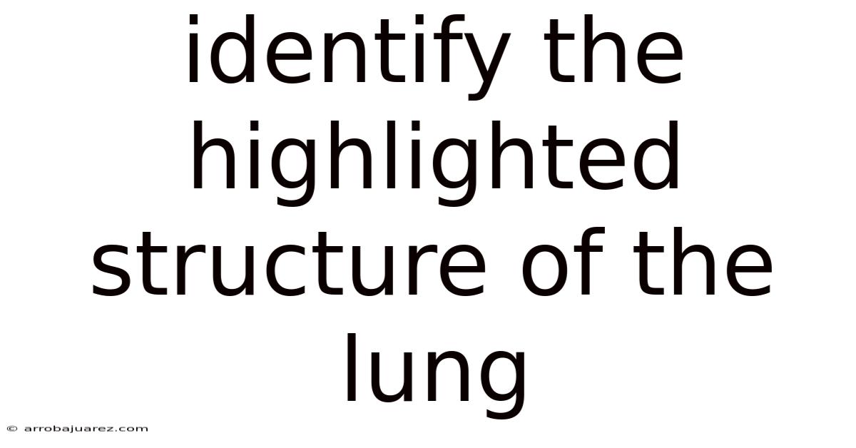 Identify The Highlighted Structure Of The Lung