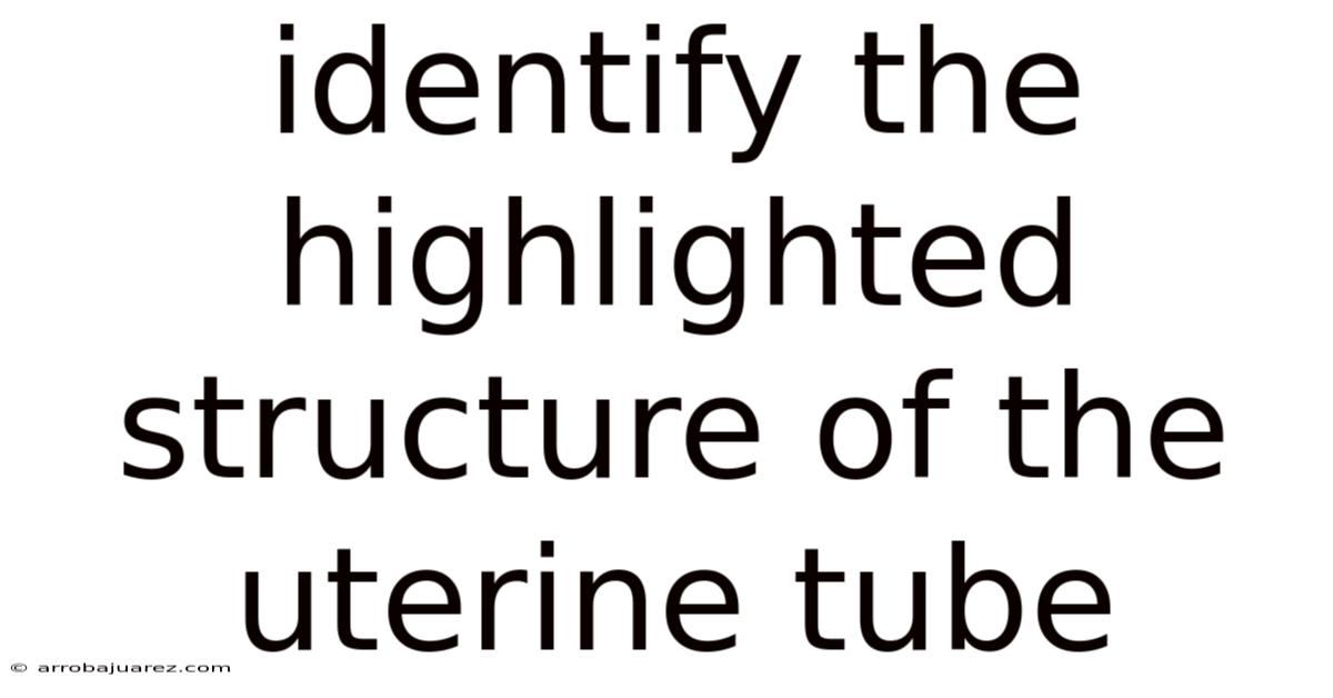 Identify The Highlighted Structure Of The Uterine Tube