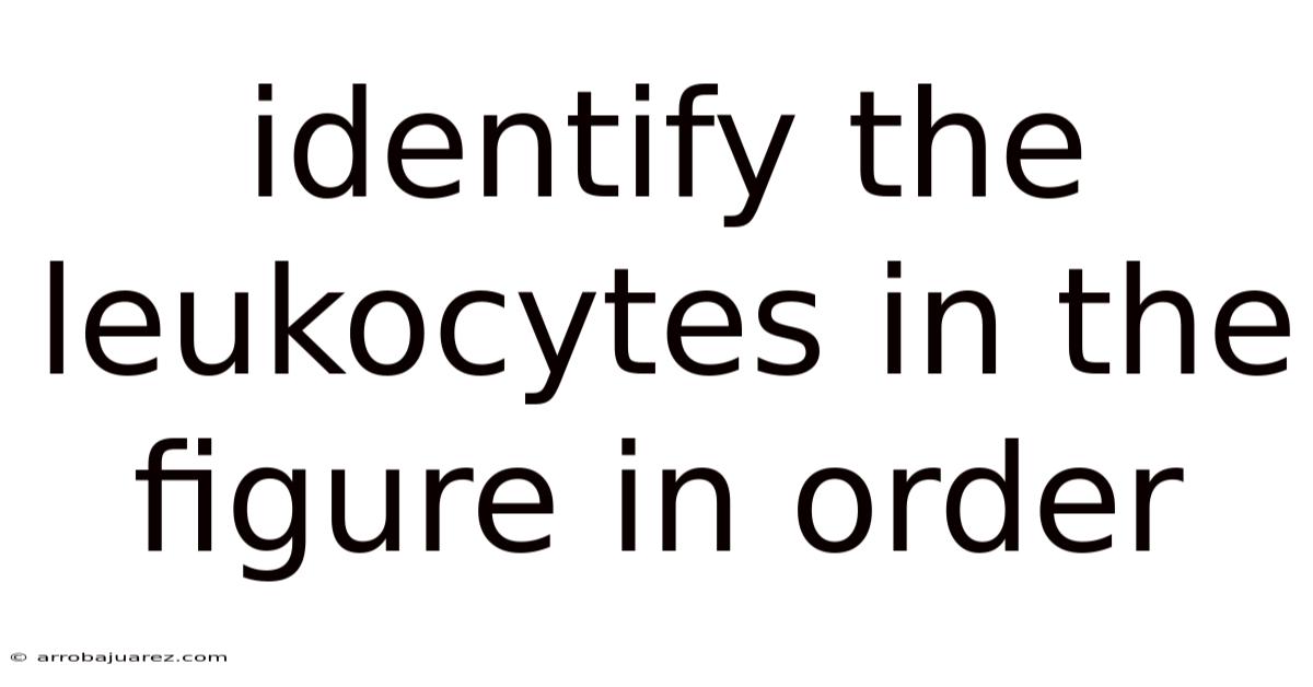 Identify The Leukocytes In The Figure In Order