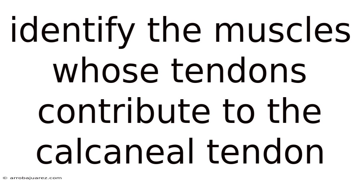 Identify The Muscles Whose Tendons Contribute To The Calcaneal Tendon