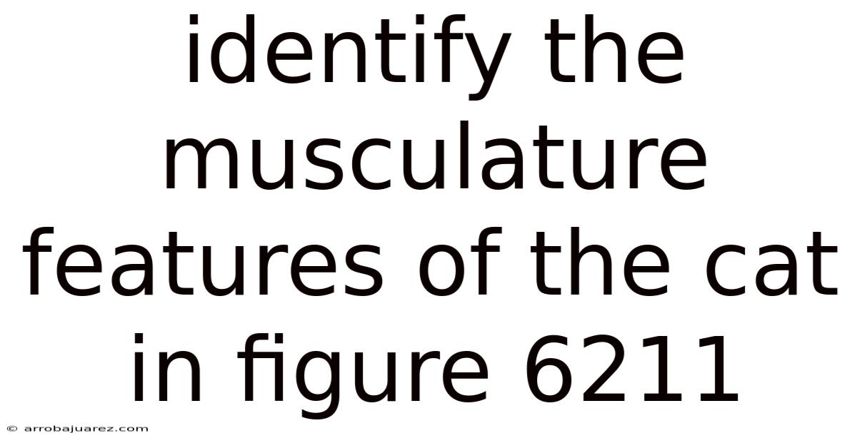 Identify The Musculature Features Of The Cat In Figure 6211