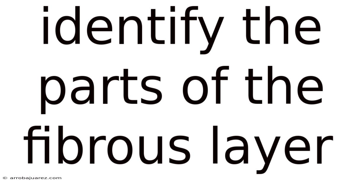 Identify The Parts Of The Fibrous Layer