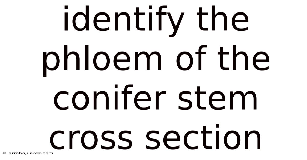 Identify The Phloem Of The Conifer Stem Cross Section