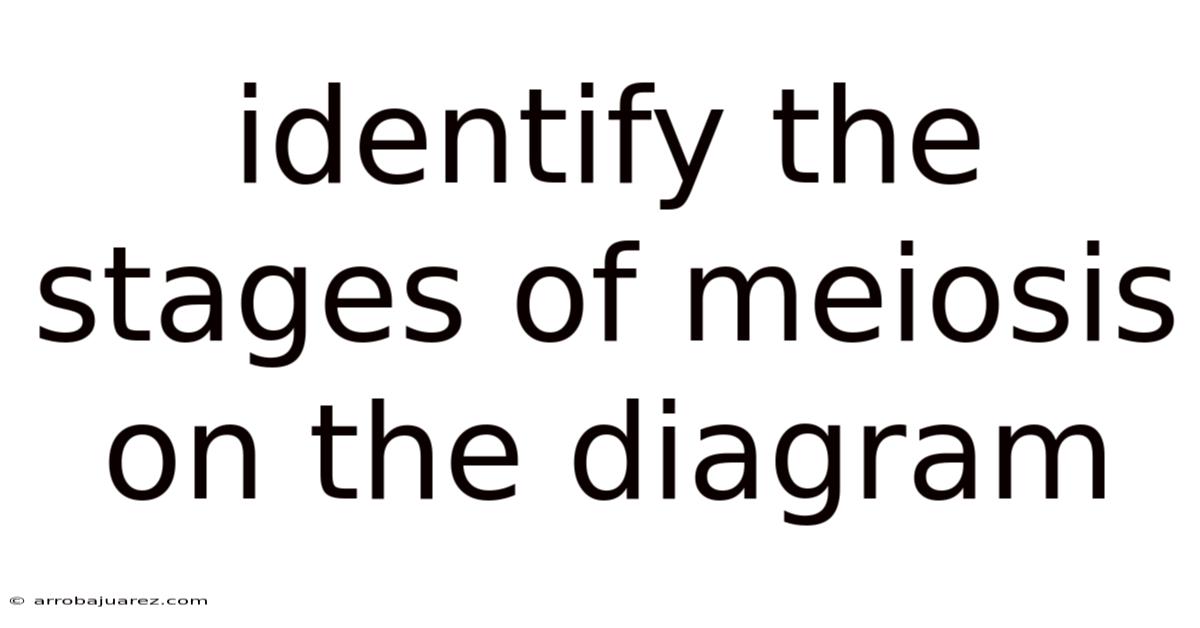 Identify The Stages Of Meiosis On The Diagram