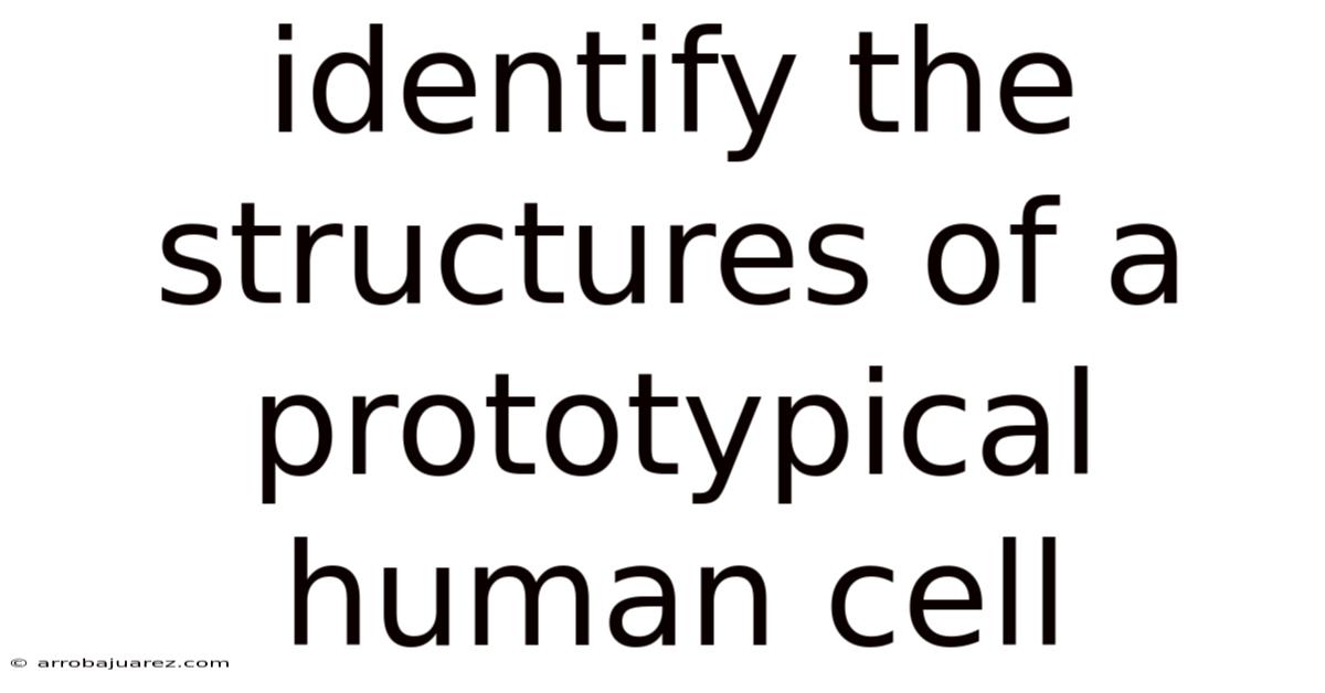 Identify The Structures Of A Prototypical Human Cell
