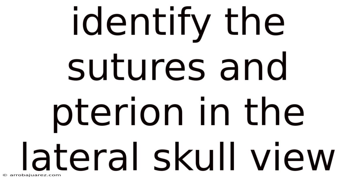 Identify The Sutures And Pterion In The Lateral Skull View