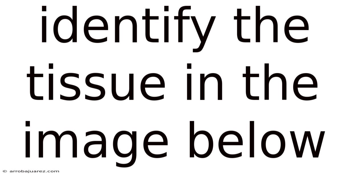 Identify The Tissue In The Image Below