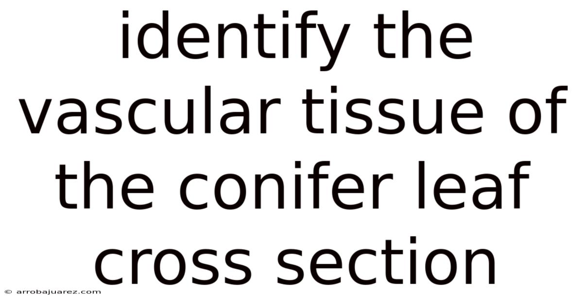 Identify The Vascular Tissue Of The Conifer Leaf Cross Section