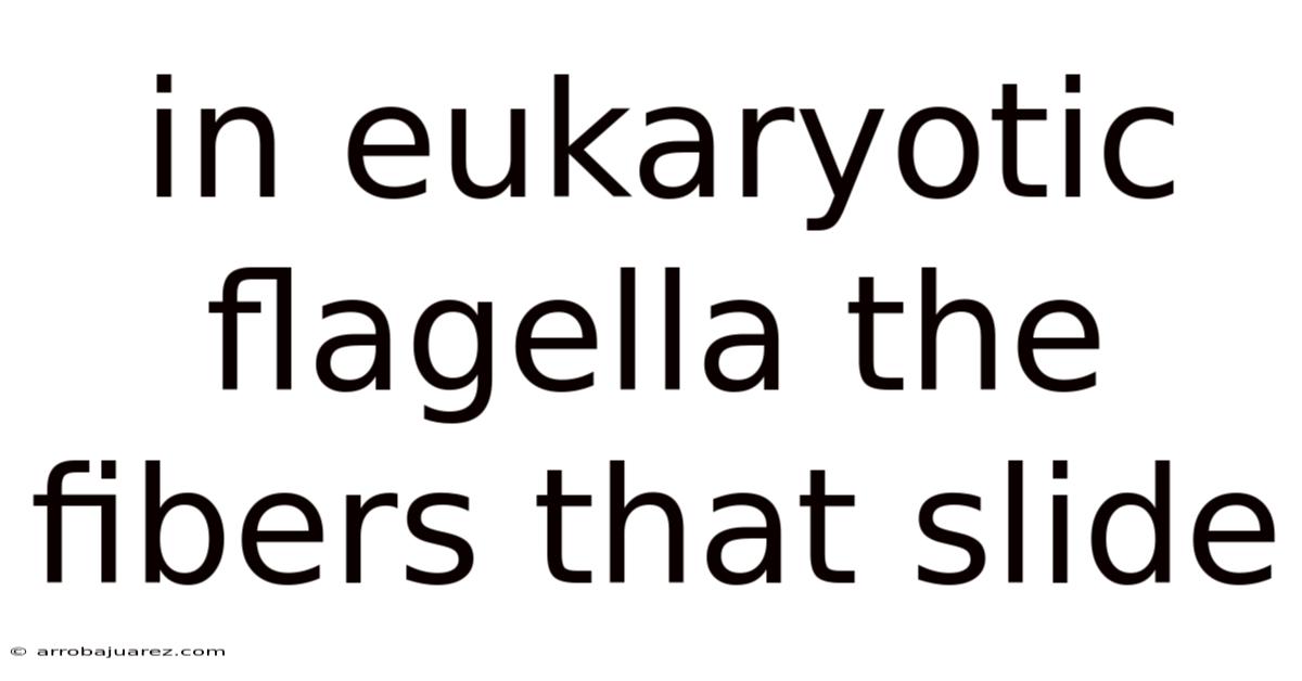 In Eukaryotic Flagella The Fibers That Slide