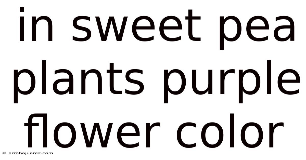 In Sweet Pea Plants Purple Flower Color