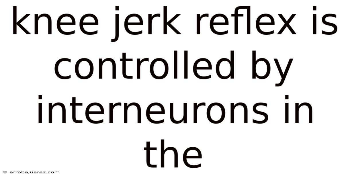 Knee Jerk Reflex Is Controlled By Interneurons In The
