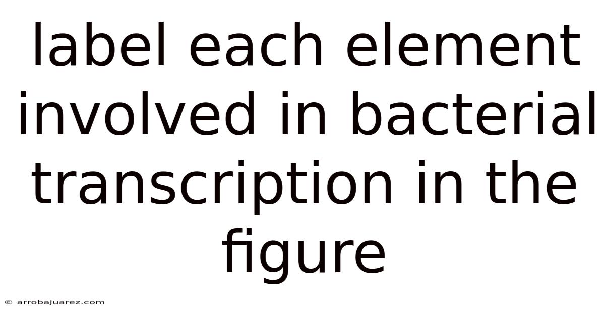 Label Each Element Involved In Bacterial Transcription In The Figure