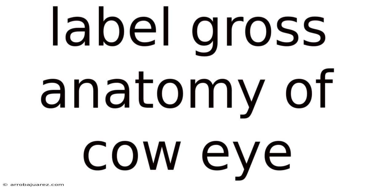 Label Gross Anatomy Of Cow Eye